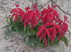 Lachenalia bulbifera