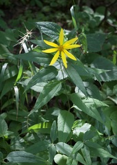 Helianthus strumosus