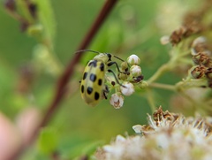 Diabrotica undecimpunctata