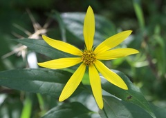 Helianthus strumosus