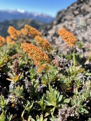 Petrophytum hendersonii