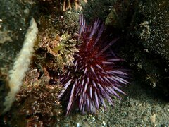 Strongylocentrotus purpuratus