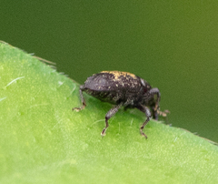 Glyptobaris lecontei