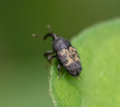 Glyptobaris lecontei