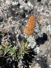 Petrophytum hendersonii