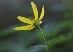 Helianthus strumosus
