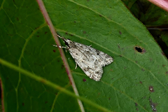 Eudonia heterosalis