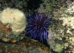 Strongylocentrotus purpuratus