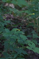 Solidago ulmifolia