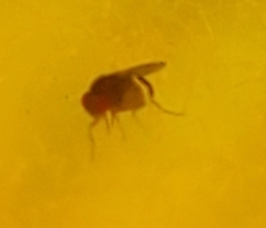 Drosophilidae