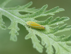 Graphocephala versuta