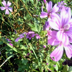Malva sylvestris