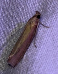 Oncocera semirubella