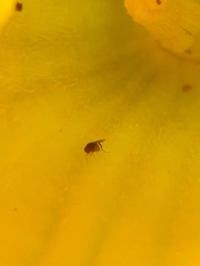 Drosophilidae