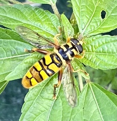 Milesia virginiensis