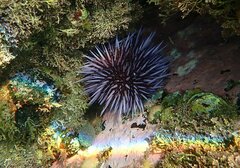 Strongylocentrotus purpuratus