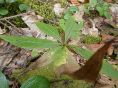 Lysimachia borealis