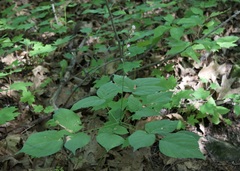 Hylodesmum glutinosum
