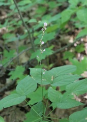 Hylodesmum glutinosum