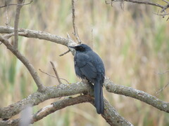 Melanotis caerulescens