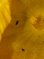 Drosophilidae