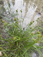 Carex flava