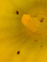 Drosophilidae
