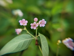Apocynum androsaemifolium