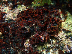 Watersipora subtorquata