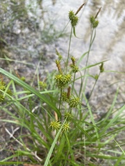 Carex flava