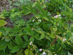Apocynum androsaemifolium