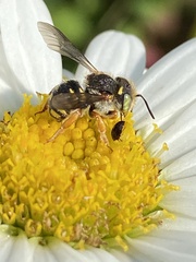 Anthidium oblongatum