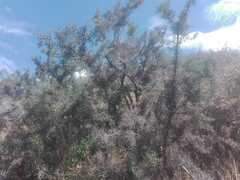 Colletia spinosissima