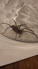Eratigena atrica
