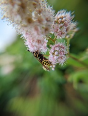 Vespula vidua