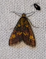 Pyrausta purpuralis