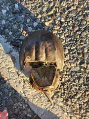 Limulus polyphemus