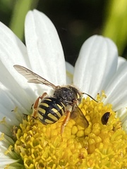 Anthidium oblongatum