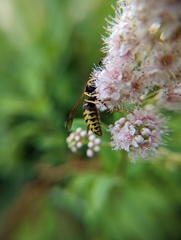 Vespula vidua
