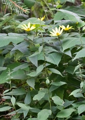Helianthus strumosus