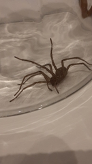 Eratigena atrica