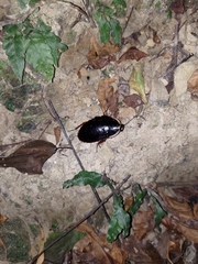 Opisthoplatia orientalis