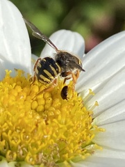 Anthidium oblongatum