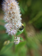 Vespula vidua