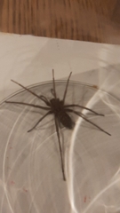 Eratigena atrica