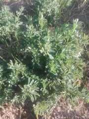 Medicago sativa