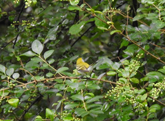 Setophaga pensylvanica
