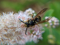 Vespula vidua