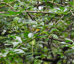 Setophaga pensylvanica