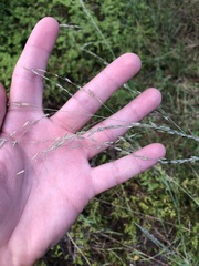 Eragrostis atrovirens